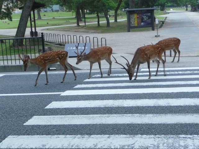 Deer and temple grounds in Nara